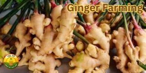 Ginger Farming
