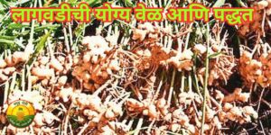 लागवडीची योग्य वेळ आणि पद्धत