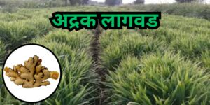 अद्रक लागवड: योग्य हवामान, जमीन, खत व्यवस्थापन, सिंचन आणि बाजारपेठ याबद्दल सविस्तर माहिती. कमी खर्चात जास्त नफा देणारे टिकाऊ आणि फायदेशीर अद्रक शेती तंत्र जाणून घ्या.