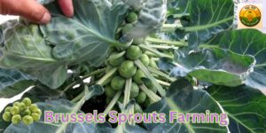 Brussels Sprouts Farming
