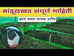 गांडूळ खत निर्मिती (वर्मी कम्पोस्ट) ही सेंद्रिय शेतीसाठी सर्वोत्तम पद्धत आहे. जाणून घ्या स्टेप-बाय-स्टेप प्रक्रिया, खर्च, फायदे आणि नफा मिळवण्याचे उपाय.