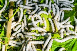 Sericulture Farming