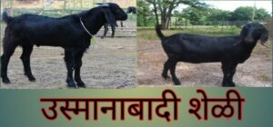 उस्मानाबादी शेळी