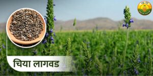 चिया सीड लागवड- कमी खर्च व पाण्यात कशी करावी, रोग-कीड नियंत्रण, ड्रिप इरिगेशनचे फायदे, नफा-ताळेबंद व मार्केट ट्रेंड्स — सर्व काही मराठीत समजून घ्या.