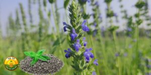 चिया सीड