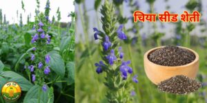 चिया सीड शेती