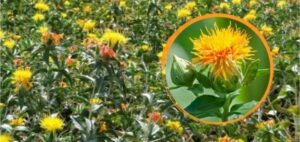 करडई लागवड पद्धत