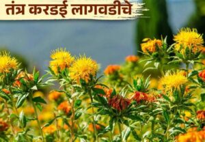 करडई लागवड