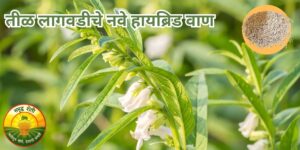 तीळ लागवड