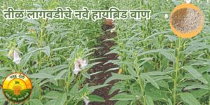 तीळ लागवडीचे नवे हायब्रिड वाण