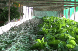 रेशीम शेती व्यवसाय