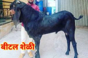 बीटल शेळी