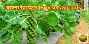 ब्रुसेल्स स्प्राऊट्स लागवड (Brussels Sprouts Farming) हे भारतातील शेतकऱ्यांसाठी सुवर्णसंधी आहे. हे परदेशी पीक फक्त 60–70 दिवसांत उत्पादन देतं आणि एकरी 30 लाखांपर्यंत नफा देऊ शकतं.
