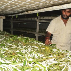 रेशीम शेती व्यवसाय