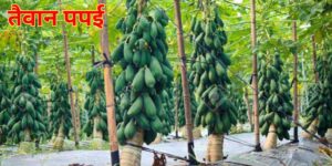 तैवान पपई