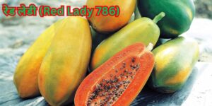 रेड लेडी (Red Lady 786)