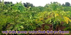 पपई मोजॅक व्हायरस