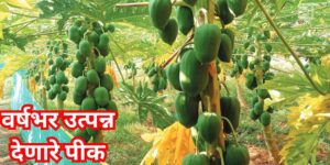 पपई लागवड (Papaya Farming) ही वर्षभर उत्पादन देणारी आणि जास्त नफा मिळवून देणारी शेती आहे. योग्य वाण, खत व्यवस्थापन, ठिबक सिंचन आणि रोग नियंत्रणाच्या आधुनिक तंत्रज्ञानाने पपई लागवडीतून शेतकरी कसा नफा कमावू शकतो, जाणून घ्या या सविस्तर मराठी ब्लॉगमध्ये.
