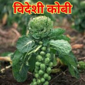 ब्रुसेल्स स्प्राऊट्स लागवड
