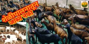 कमी गुंतवणुकीत शेळीपालनातून जास्त नफा कसा मिळवावा ते जाणून घ्या. योग्य जाती, खाद्य व्यवस्थापन, शासकीय योजना आणि बाजारपेठेचे नियोजन या सर्व गोष्टींची माहिती.