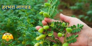 हरभरा लागवड