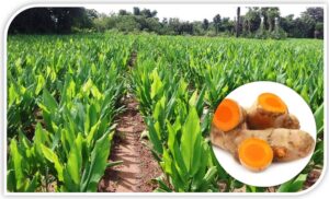 हळद लागवड कशी करावी, कोणते हवामान योग्य आहे, खत, सिंचन आणि आधुनिक तंत्र वापरून उत्पादन वाढवता येते का? जाणून घ्या संपूर्ण मार्गदर्शन आणि नफा वाढवण्याची शाश्वत पद्धत.