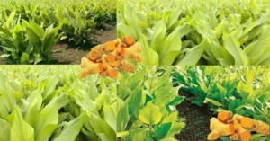 हळद लागवड व मशागत