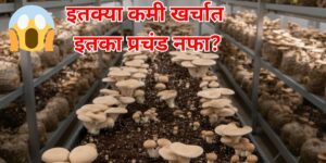 मशरूम शेती: कमी खर्चात जास्त नफा देणारी| Mushroom Farming for High Profit