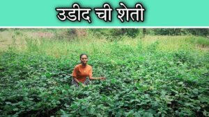 उडीद शेतीतील लागवड आणि त्याचे कीड-रोग व्यवस्थापन