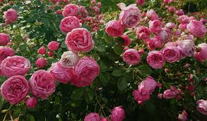 गुलाब फुलशेती निर्यात प्रक्रिया