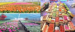 गुलाब फुलशेती निर्यात-1