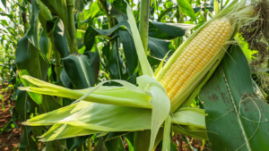 स्वीट कॉर्न लागवड