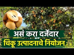 चिकू बाग व्यवस्थापन