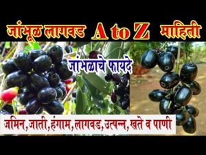 जांभूळ लागवड 2025