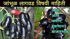 जांभूळ लागवड - फायदेशीर फळबाग व्यवसाय