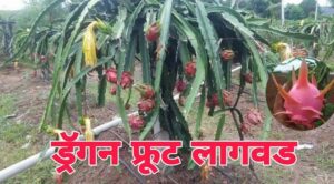 ड्रॅगन फ्रूट
