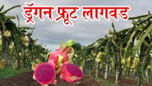 ड्रॅगन फ्रूट लागवड