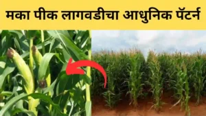 गोड मका प्रकार लागवड तंत्रज्ञान