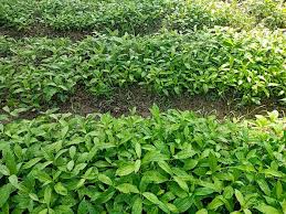 सर्पगंधा लागवड