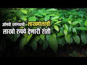 सर्पगंधा लागवड | औषधी व्यवसाय संधी 